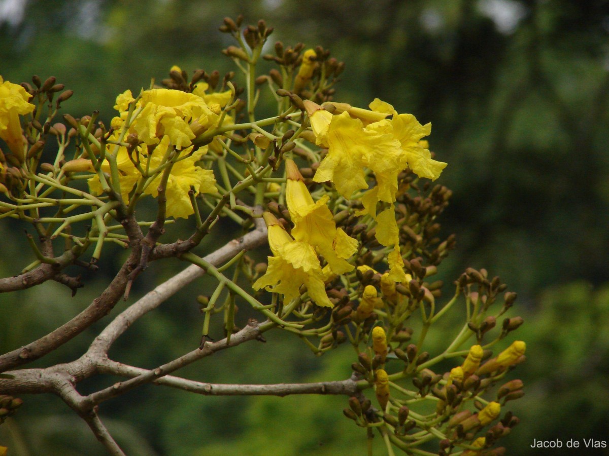 Tabebuia aurea (Silva Manso) Benth. & Hook.f. ex S.Moore